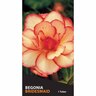 Begonia Picotee 'Bridesmaid'