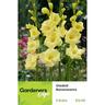 Gladioli Bananarama Pack of 5