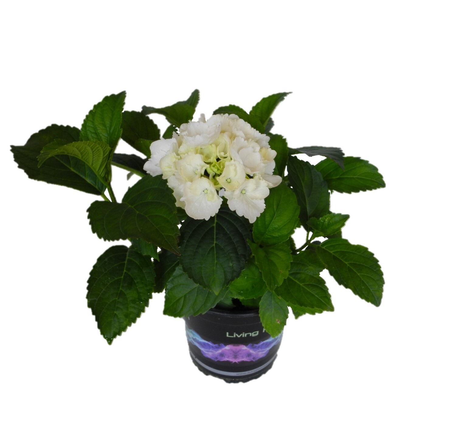 Hydrangea Snowball