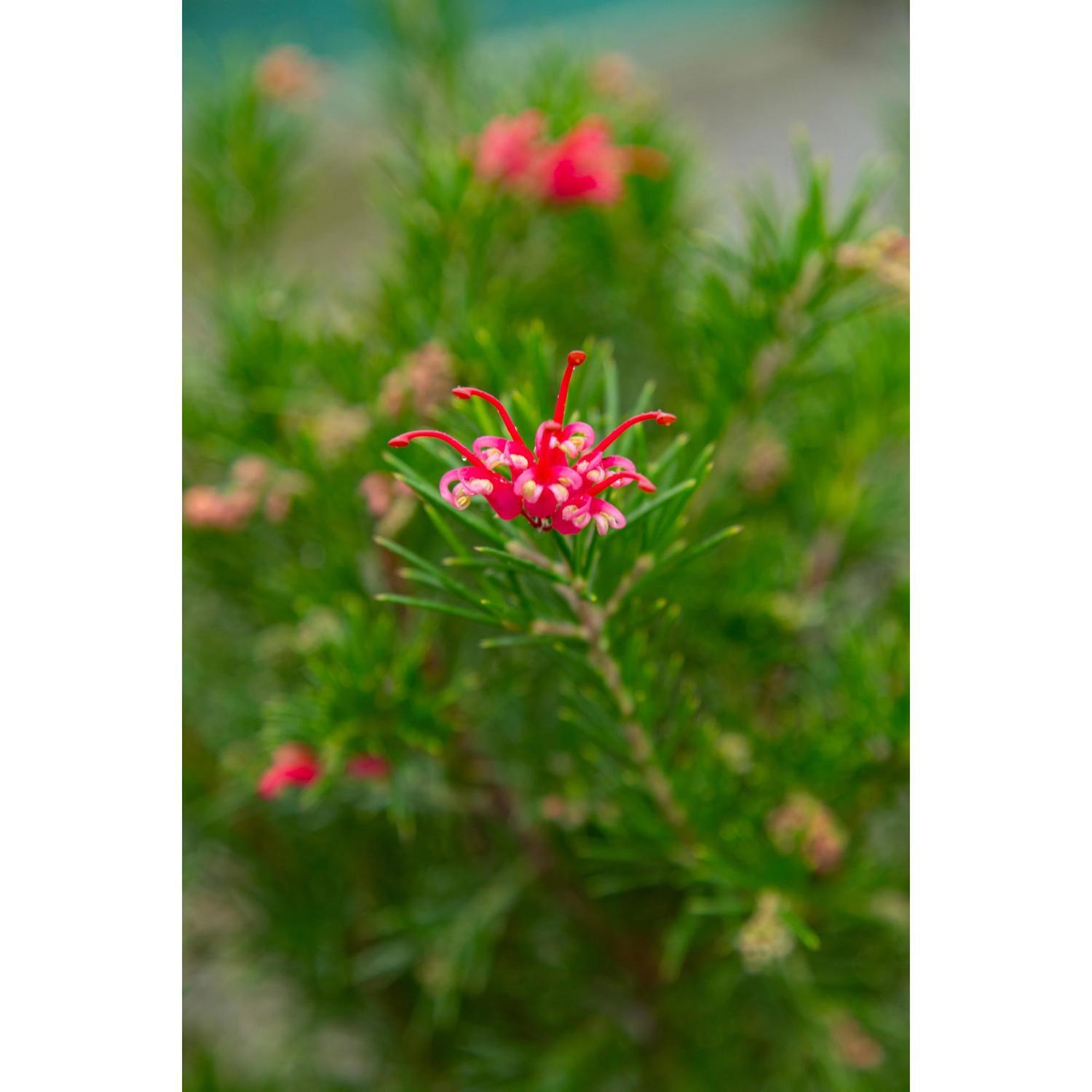 Grevillea Canberra Gem