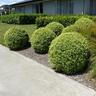 Pittosporum Fankie's Folly