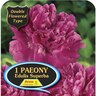 Paeony Double 'Edulis Superba'