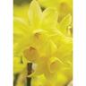 Daffodil Sunlight Sensation Pack of 5