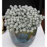 Sedum Silver Blob
