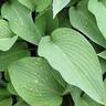 Hosta Snowden