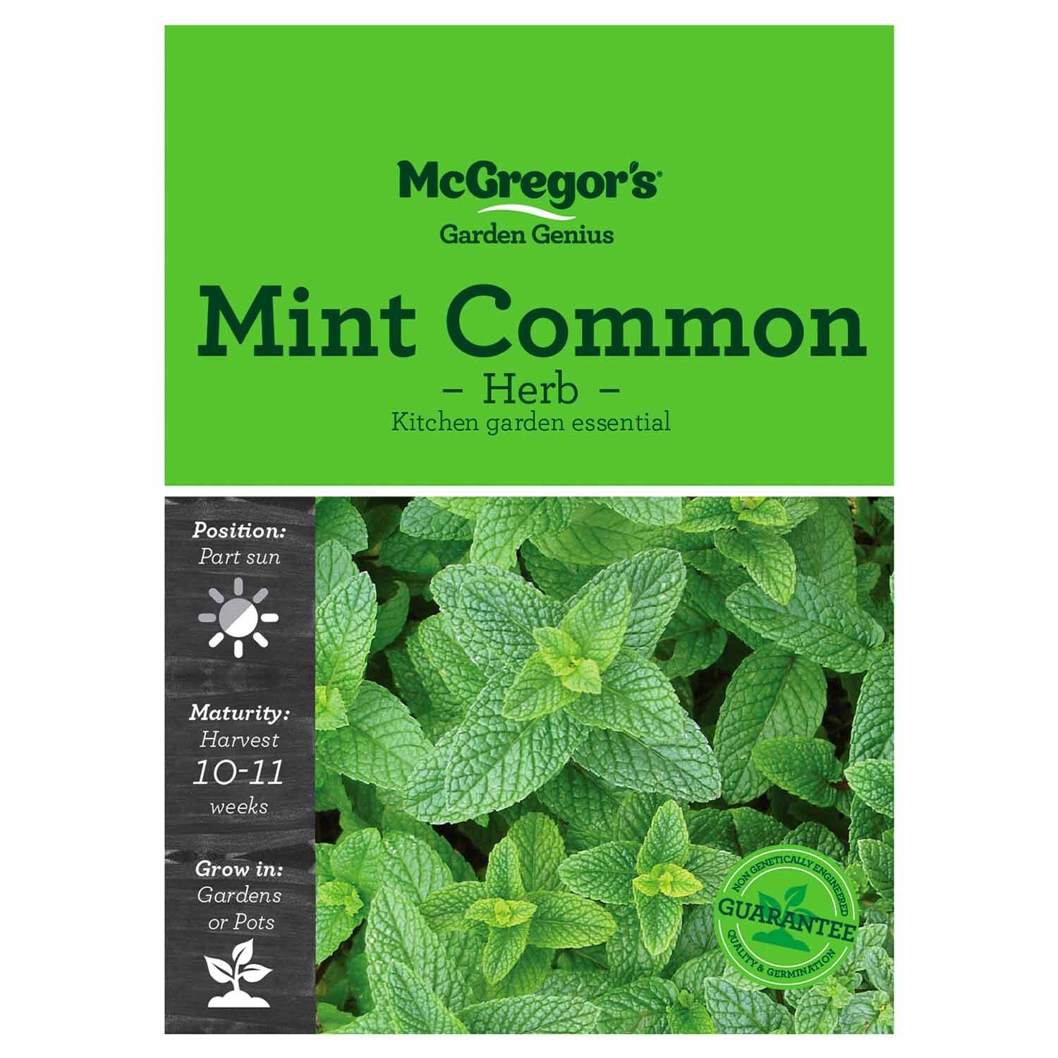 Common Mint  Herb Seed