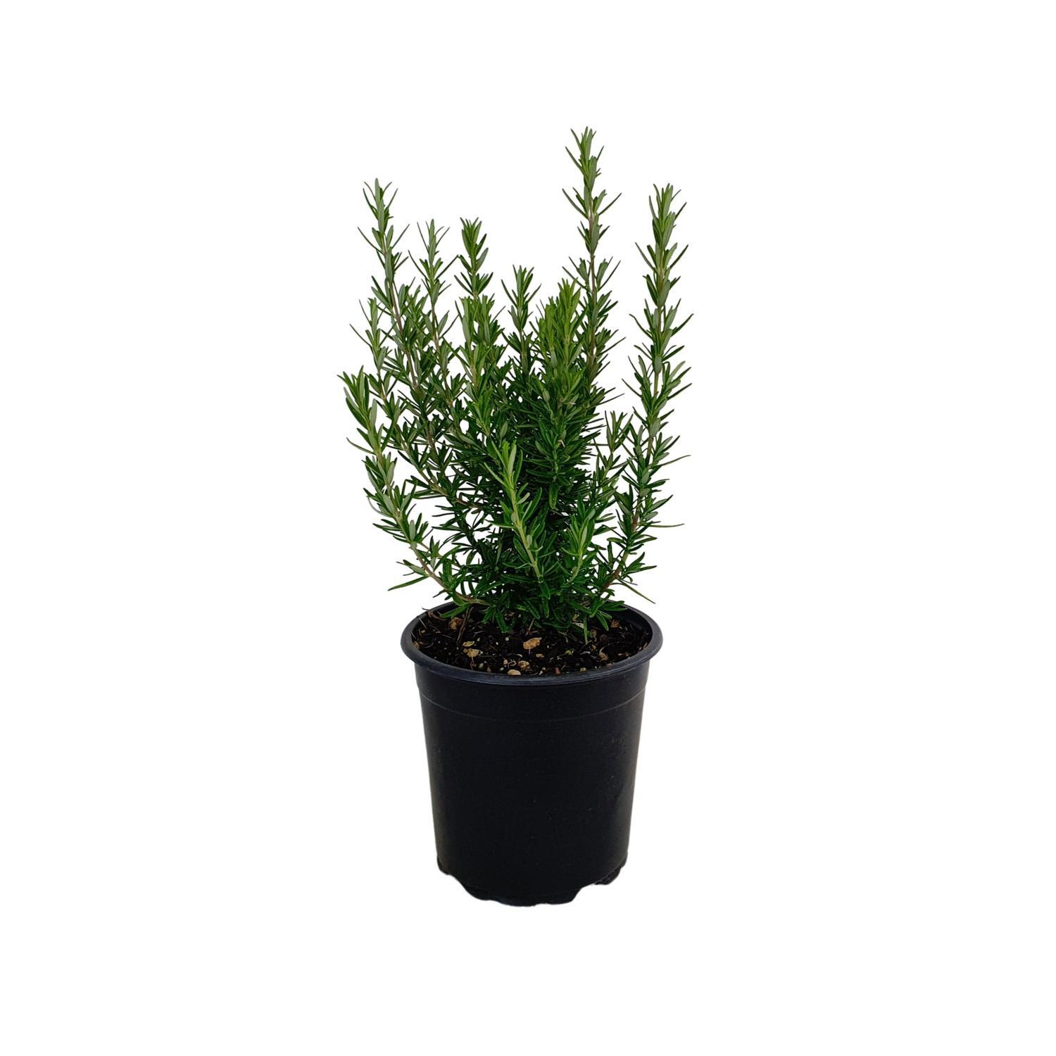 Rosemary Tuscan Blue