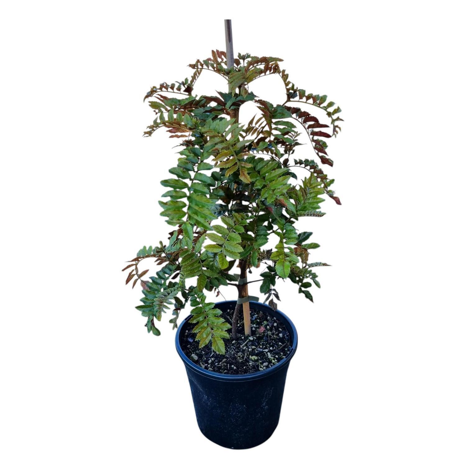Ackama Rosaefolia 4L