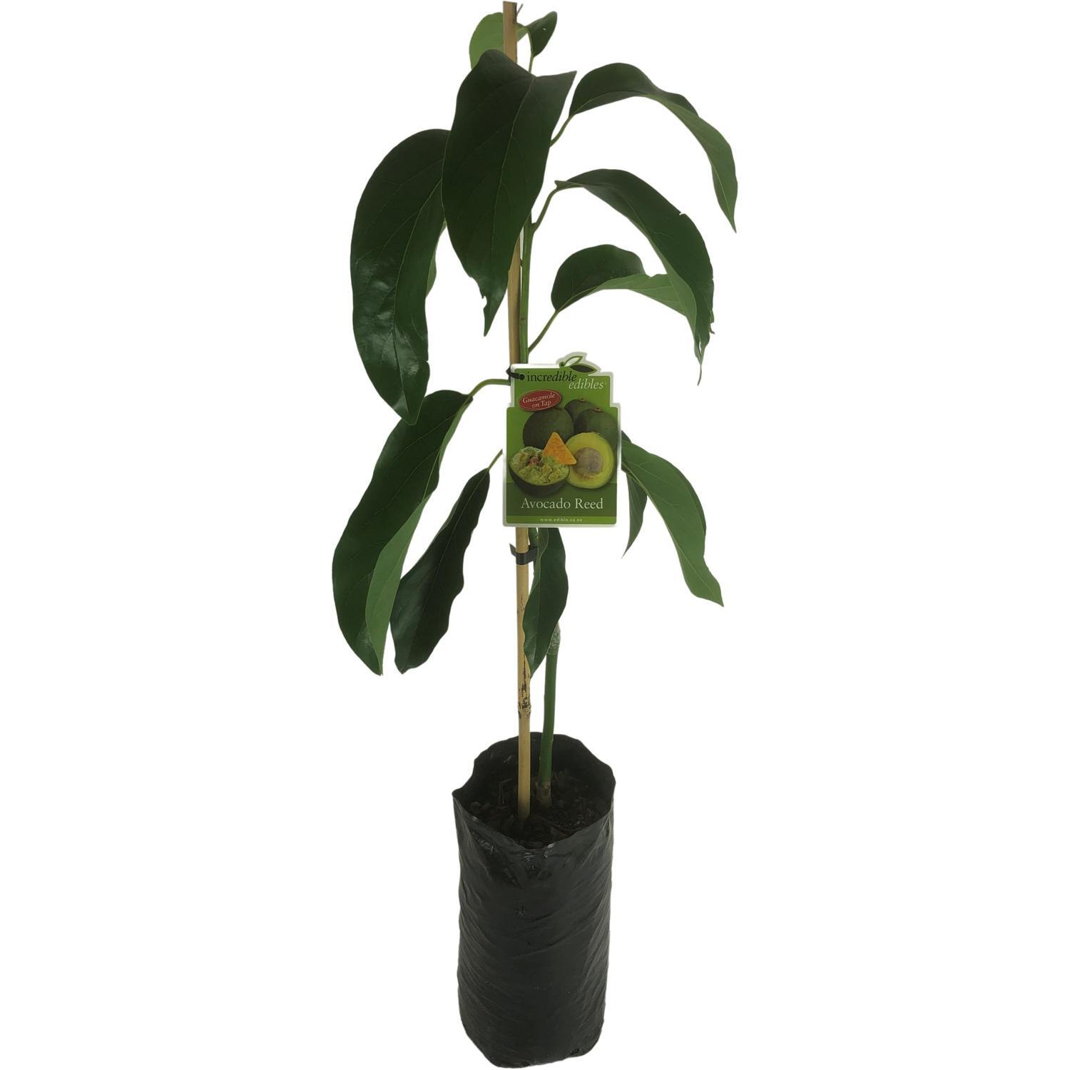 Avocado Reed