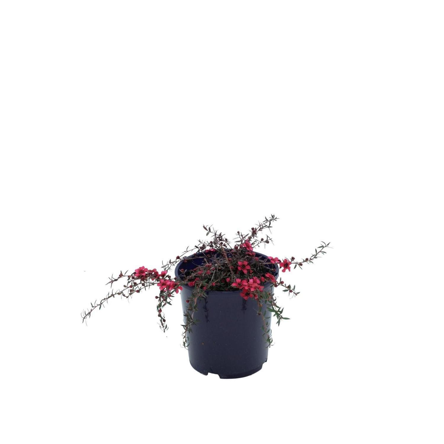 Leptospermum Red Falls