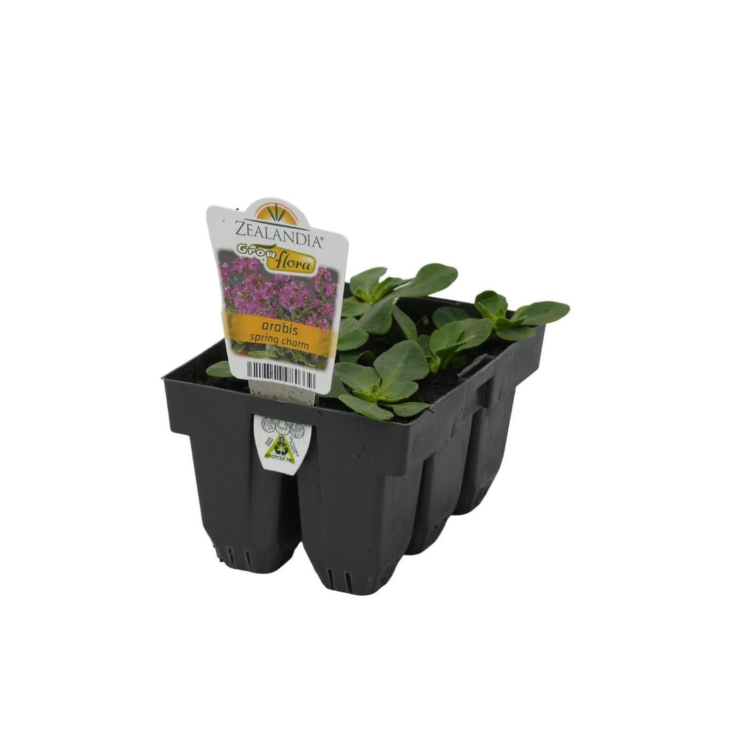 Arabis Spring Charm