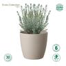 Recycled Plastic Elm Pot 12cm Taupe  Taupe