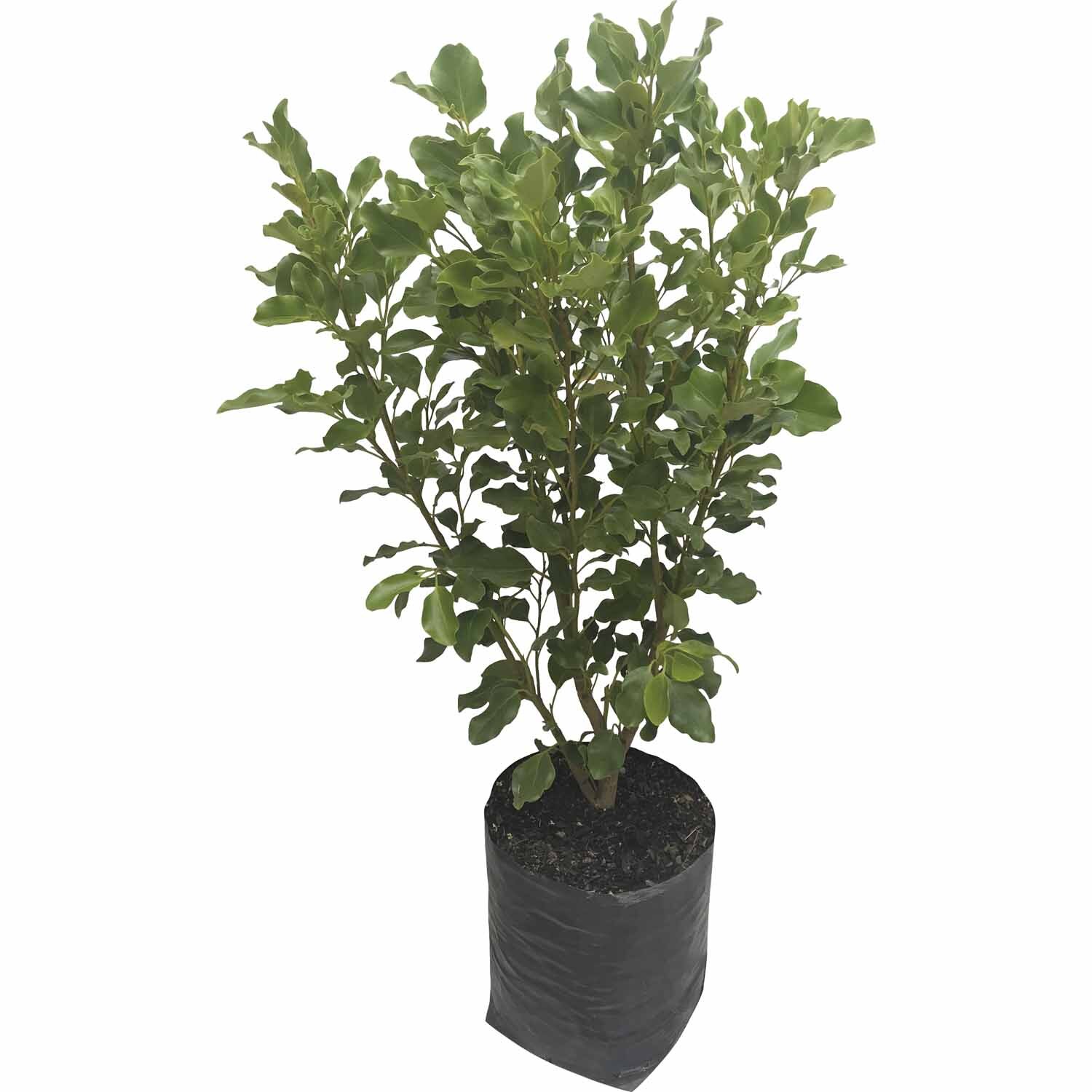 Griselinia Broadway Mint
