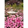 Flower Carpet Rose Pink Splash