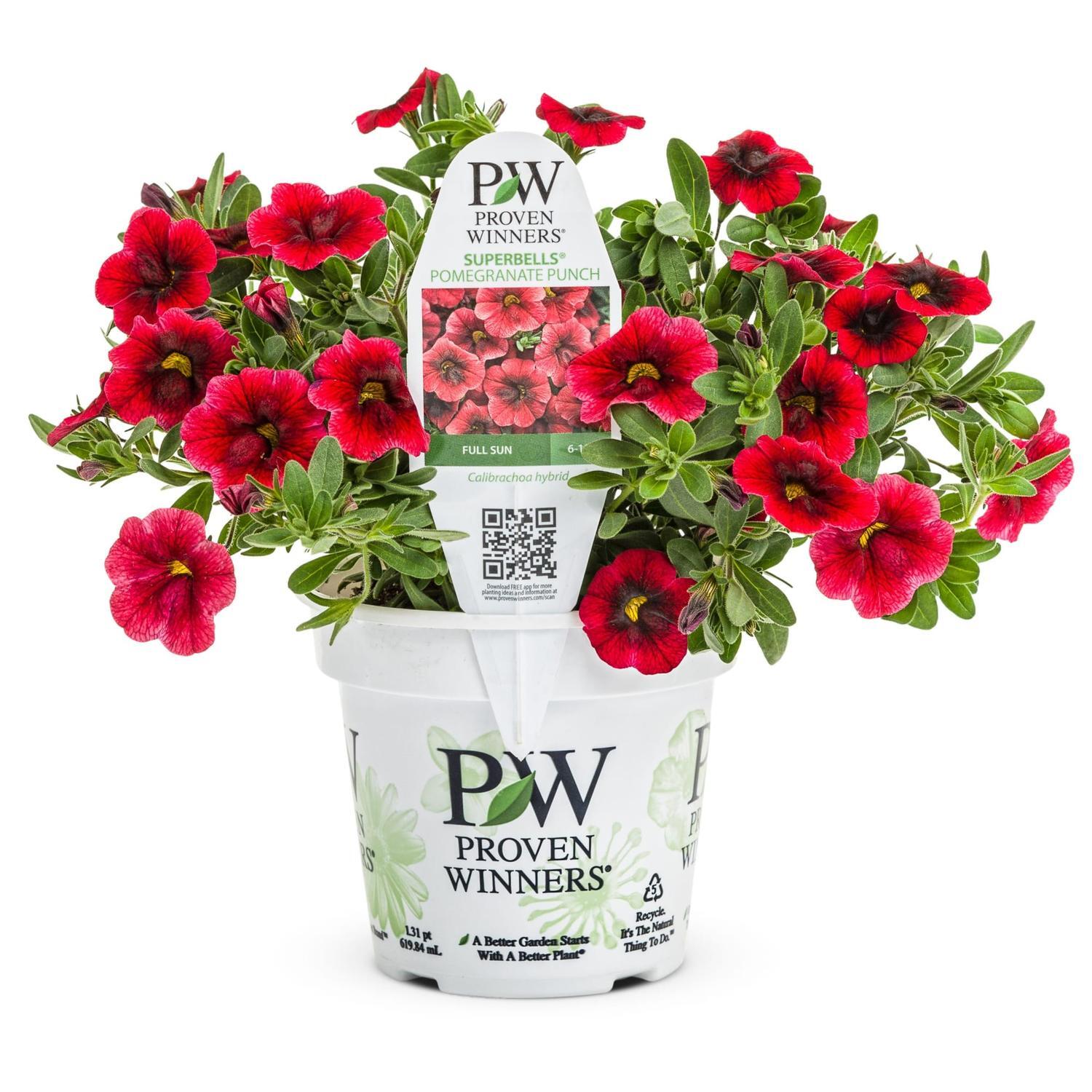 Calibrachoa Pomegranate Punch