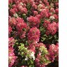 Hydrangea Paniculata Diamond Rouge 4.5 litre White