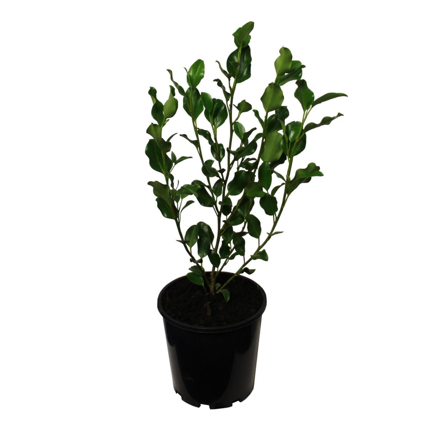Griselinia Broadway Mint