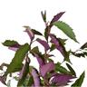 Hoheria Populnea Purple Wave 4L
