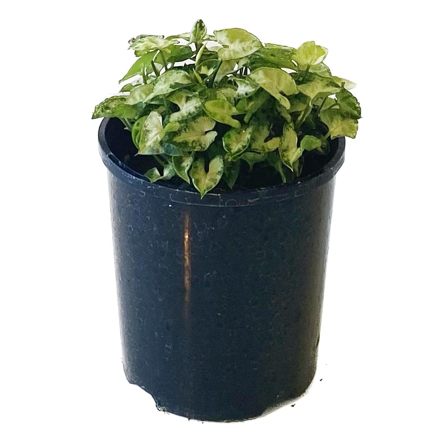 Syngonium Micro Pixie 12cm