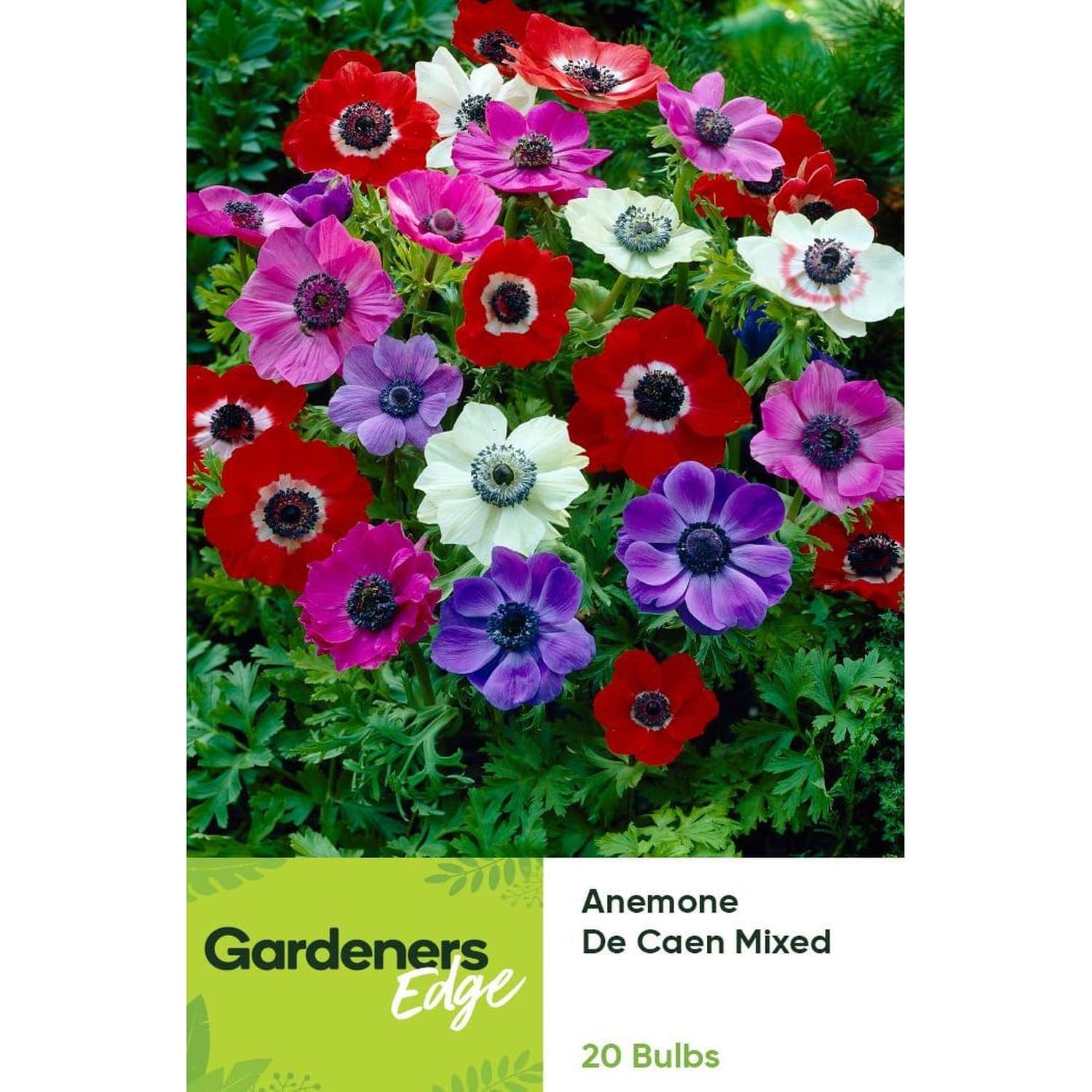 Anemone De Caen Mixed 20 pack