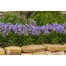 Agapanthus Baby Pete