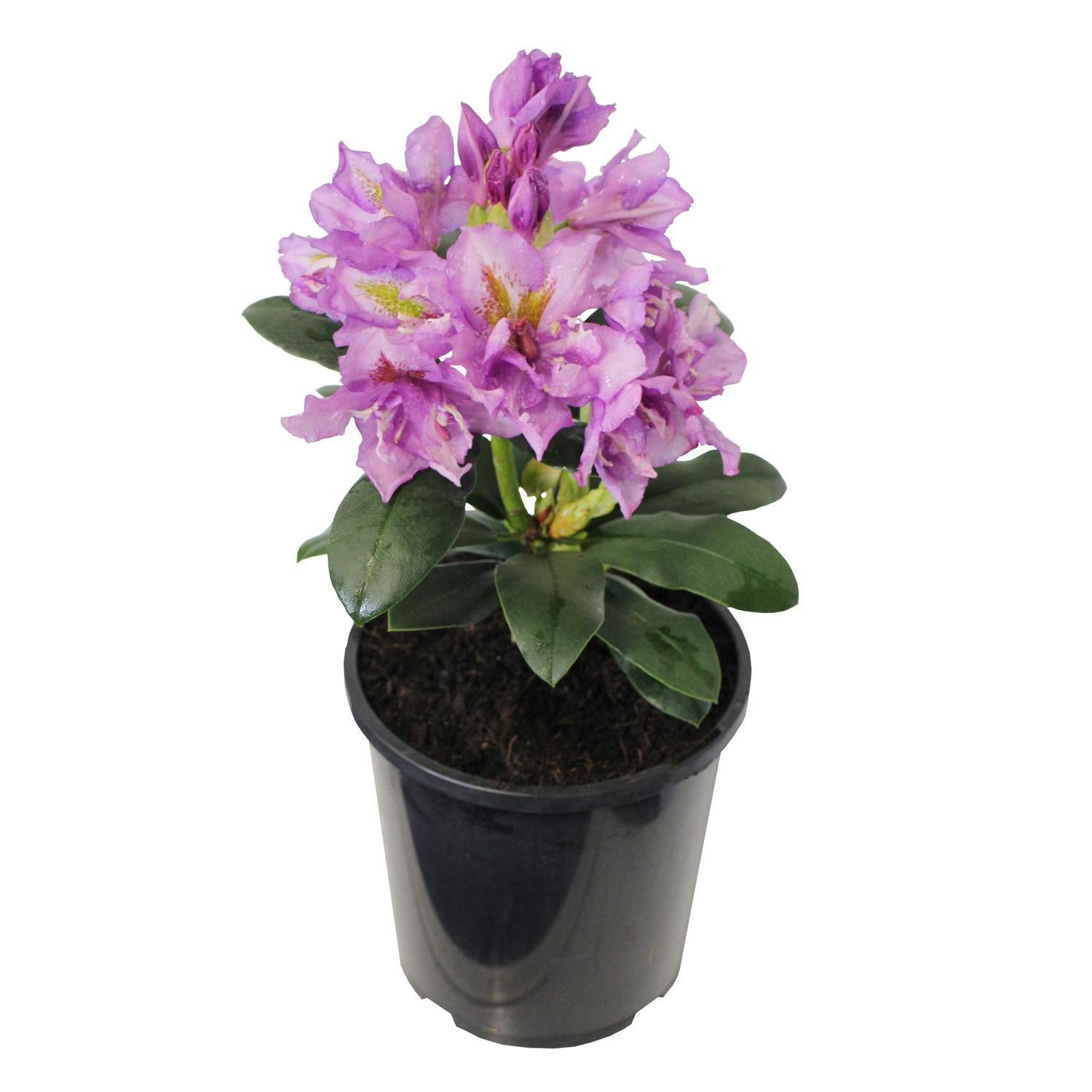 Rhododendron 'Fastuosum Flore Pleno'