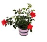 Rose Scarlet