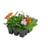 Primrose Paradise Mix