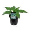 Hosta Blue Wedgwood