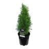 Thuja Smaragd