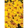 Bidens Goldilocks Rocks