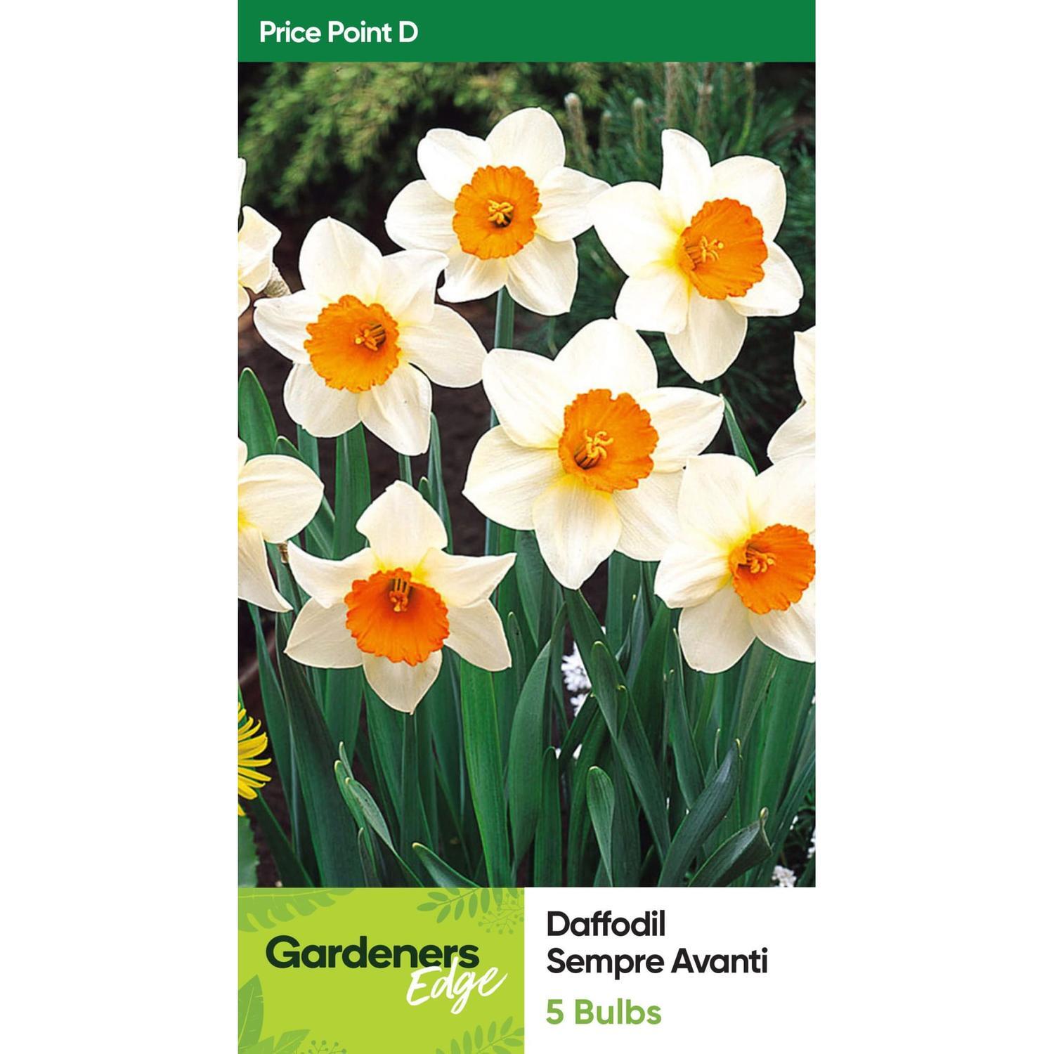 Daffodil Sempre Avanti Pack of 5