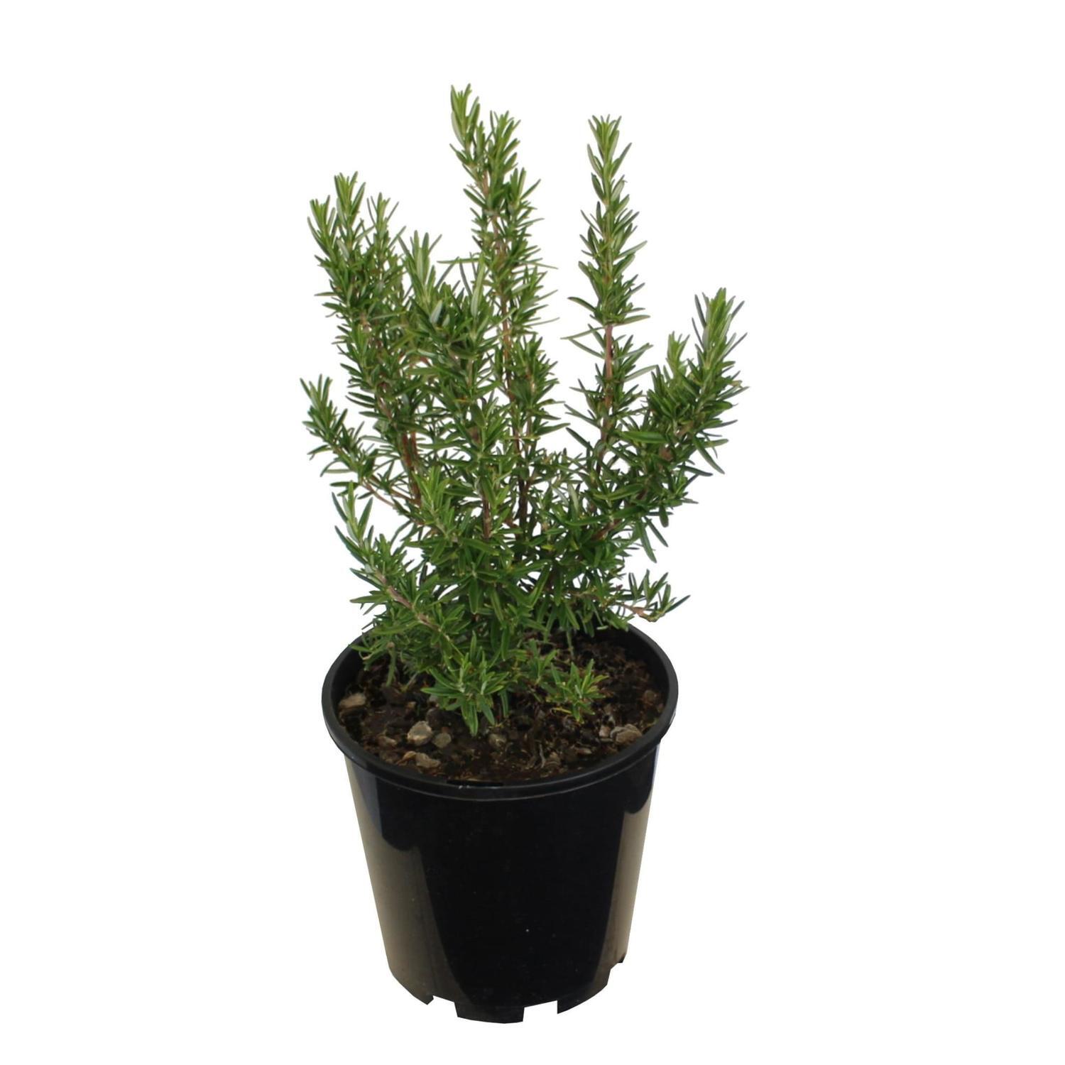 Rosemary Tuscan Blue