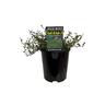 Muehlenbeckia Axillaris 1.9 litre