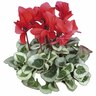 Indoor Flowering Cyclamen