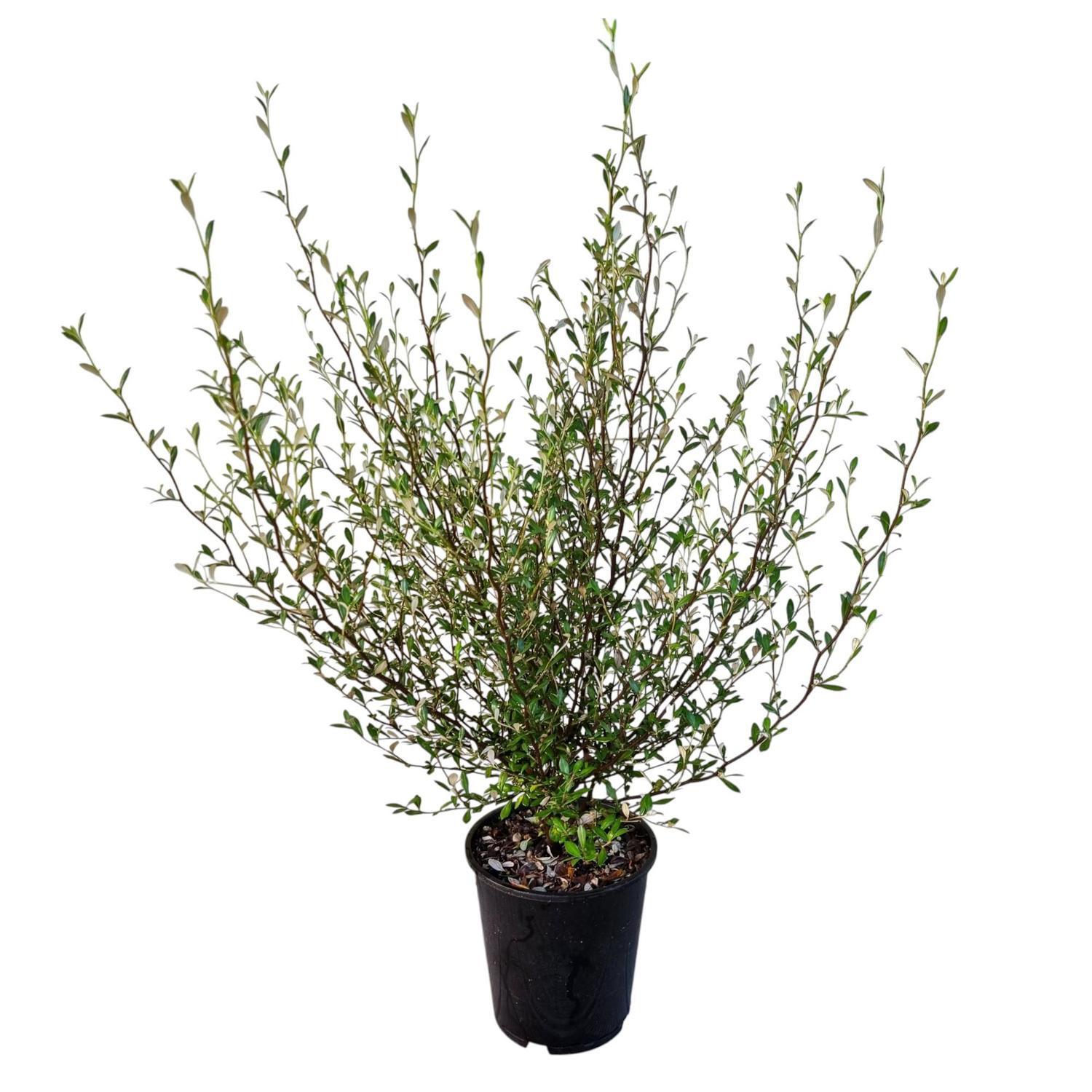 Corokia Clover 3.3L