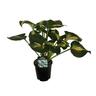 Hosta Thunderbolt