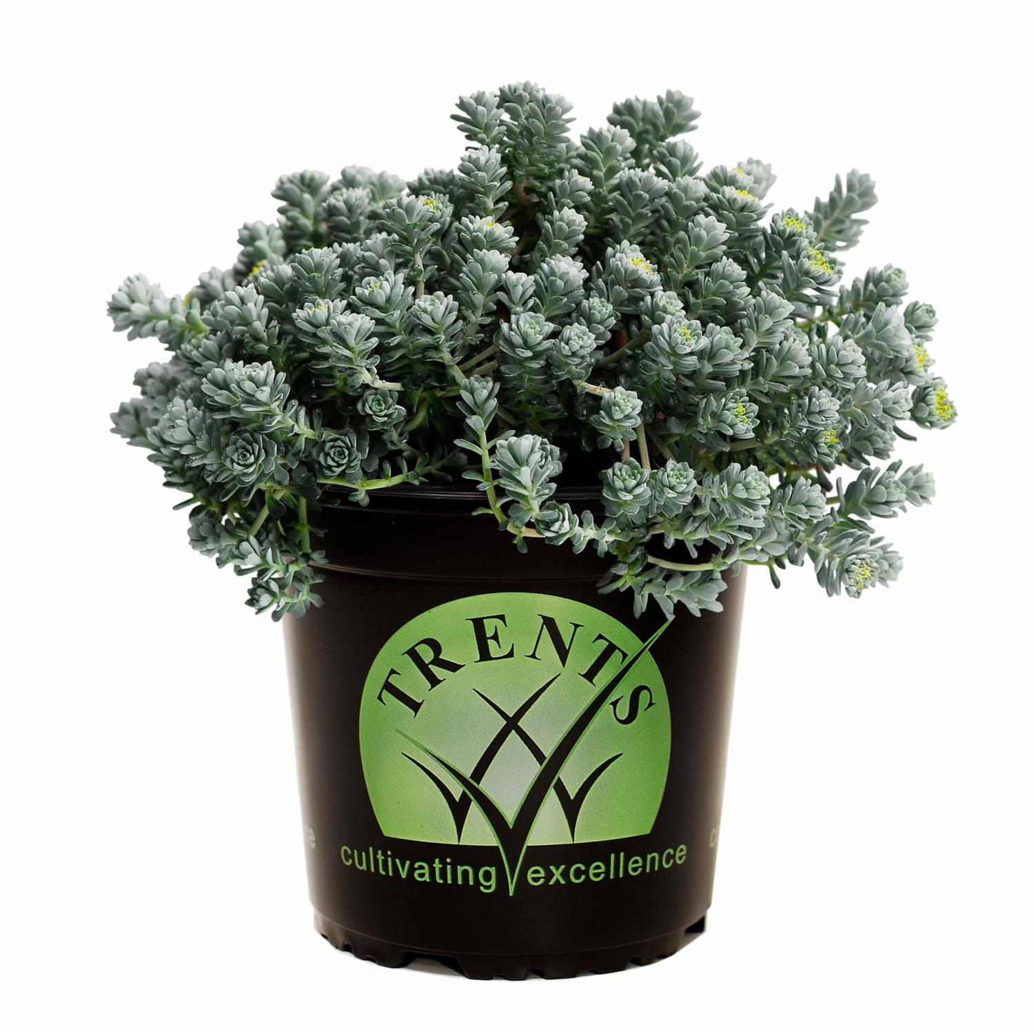 Sedum Spathulifolium Purpurea