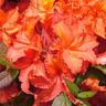 Azalea Deciduous Dorothy Corston