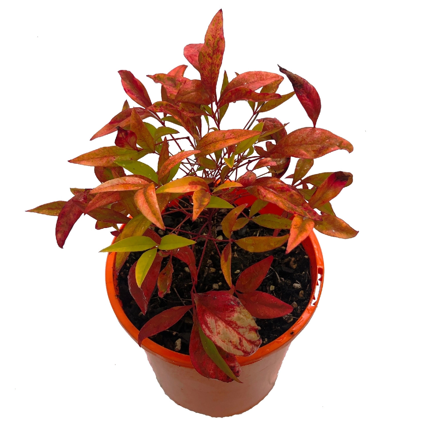Nandina Gulf Stream