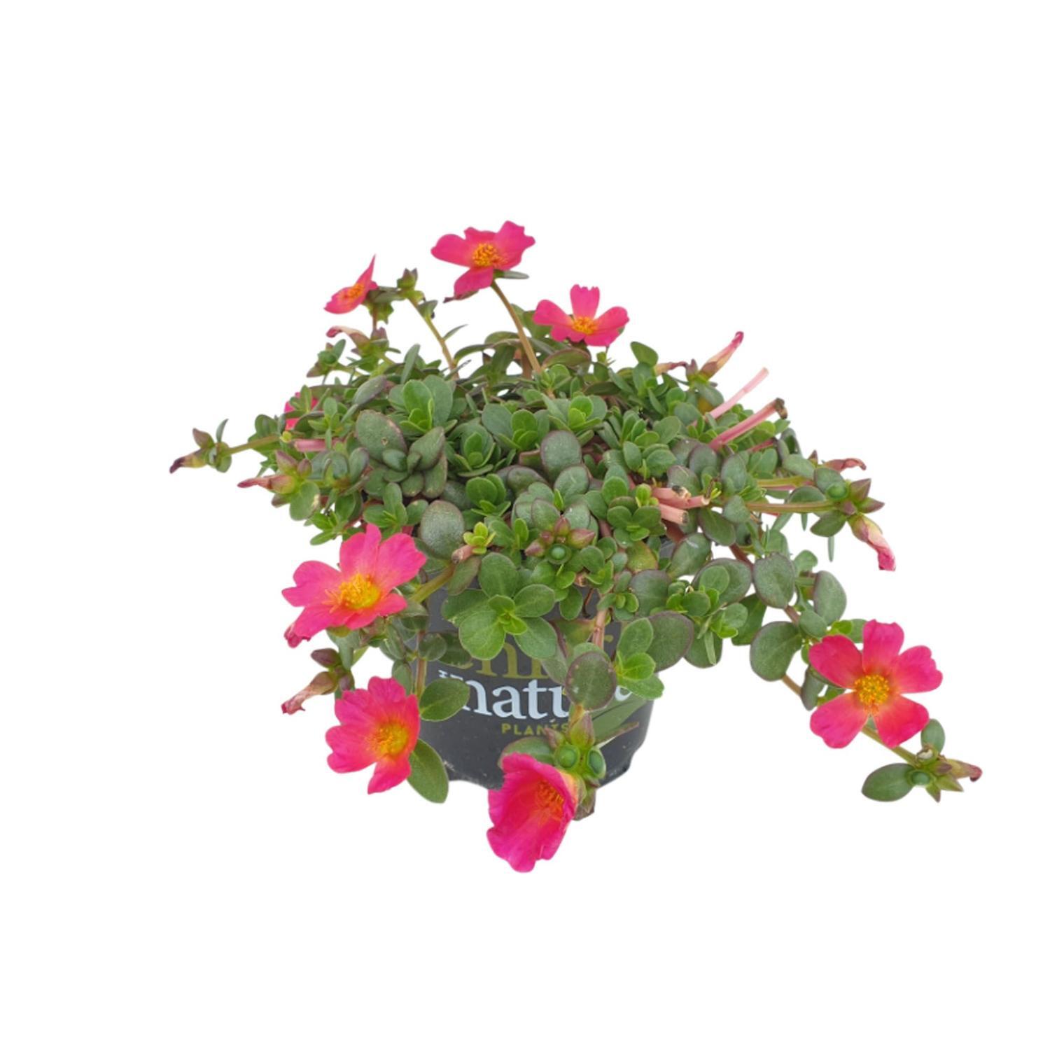 Portulaca Pizzaz Fuchsia
