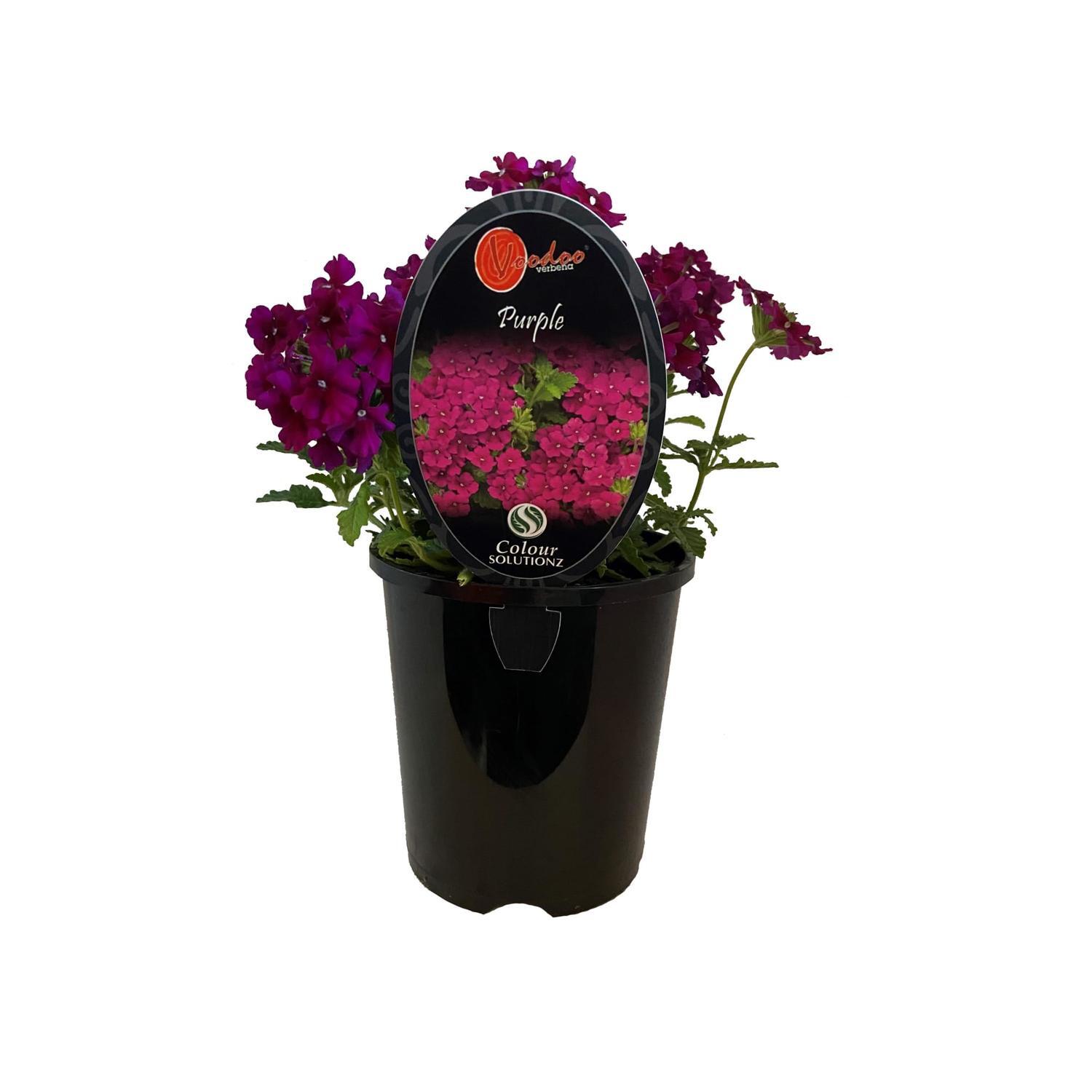 Voodoo Verbena