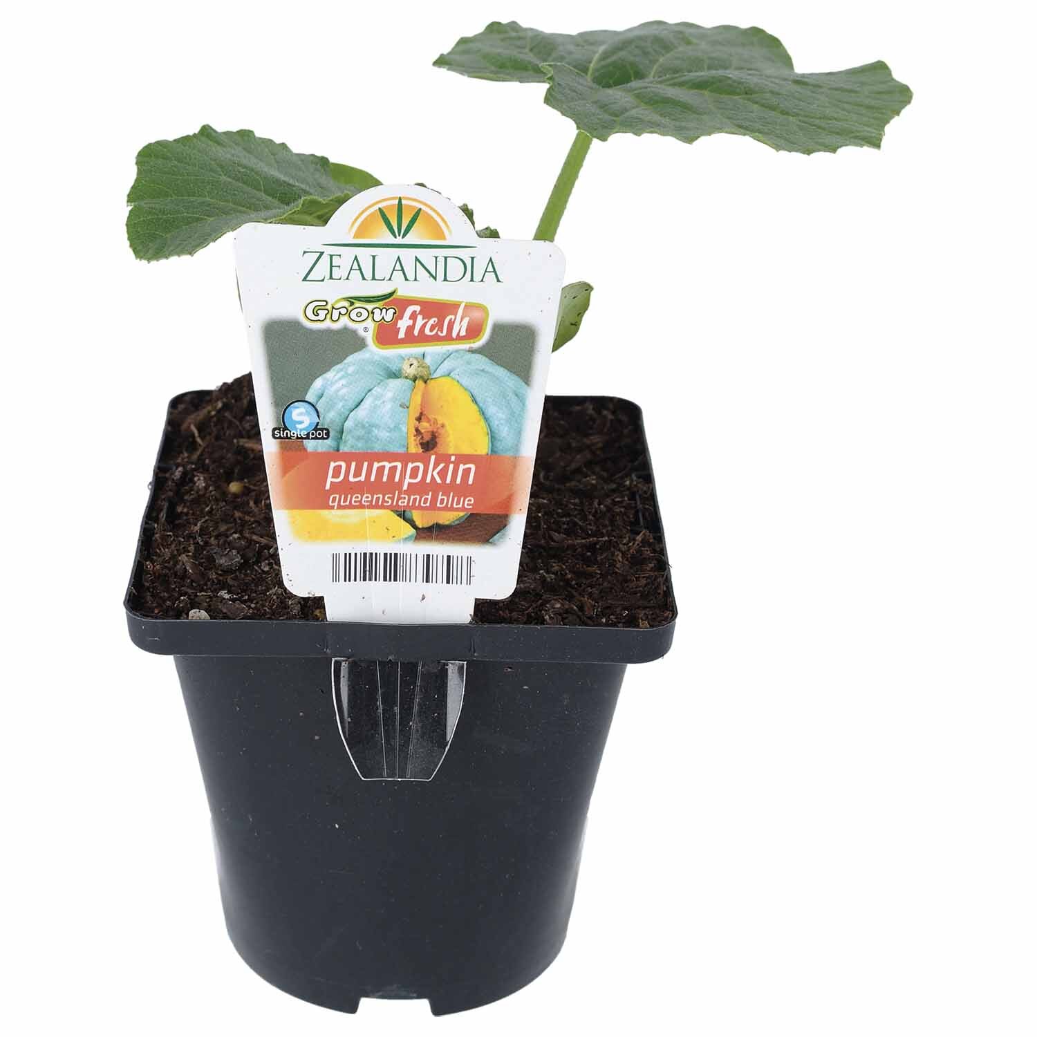 Pumpkin Queensland Blue