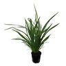 Phormium Cookianum 3.3L