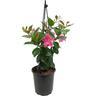 Mandevilla Lannes