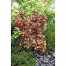 Coprosma Inferno