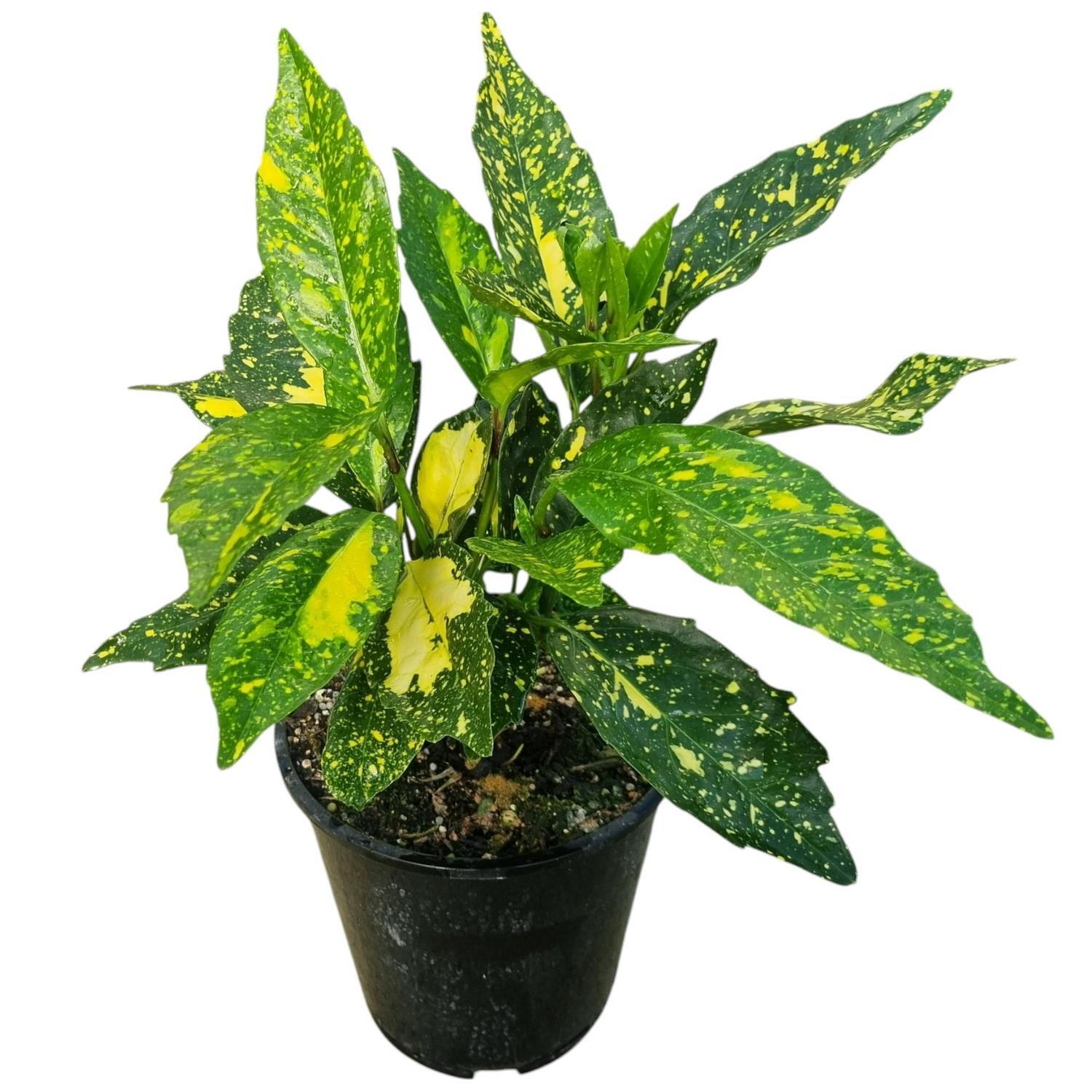 Japonica Crotonoides 3.3L