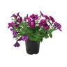 Petunia Royal Sky