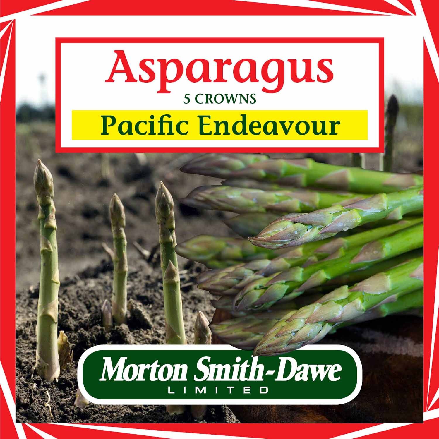 Pacific Endeavour Asparagus Seeds