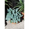 Hosta Silver Knight